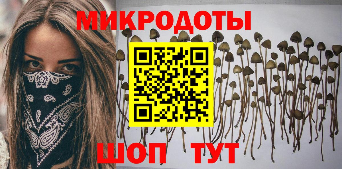 Галлюциногенные грибы Psilocybe Вышний Волочёк
